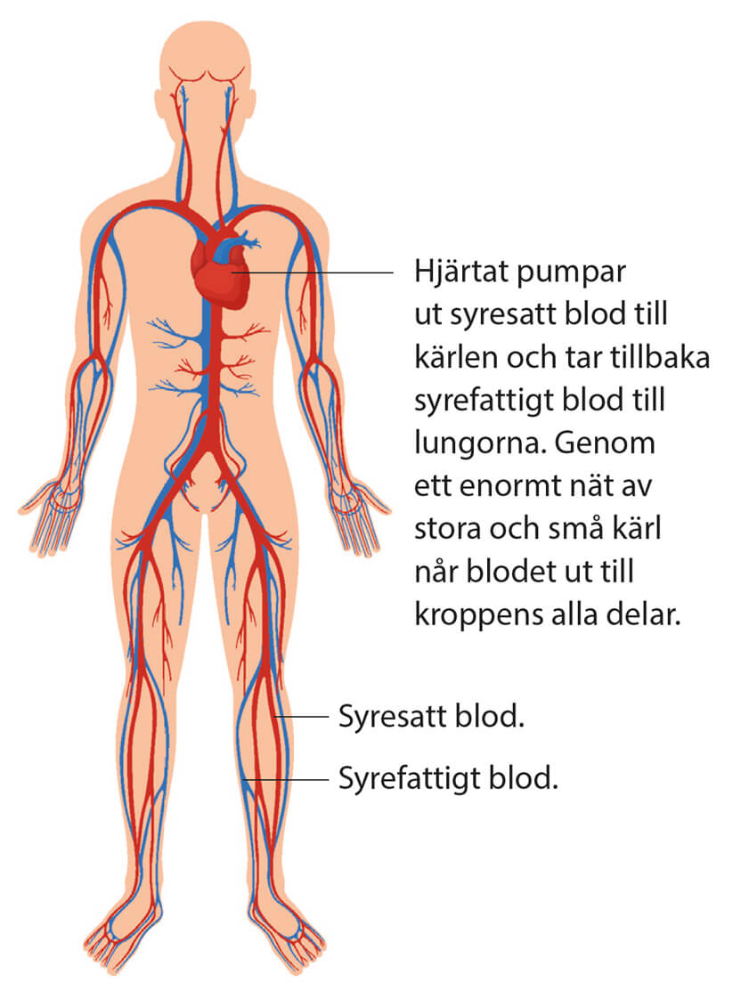 Hur blodtrycket fungerar 